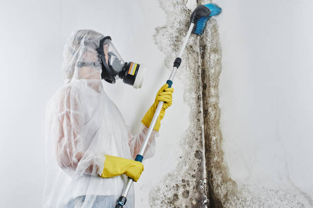 Best Toxic Mold Removal  in Mattituck, NY