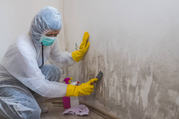 Office Mold Removal Services in Mattituck, NY