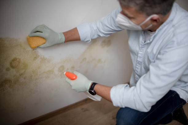 Best Crawl Space Mold Removal  in Mattituck, NY