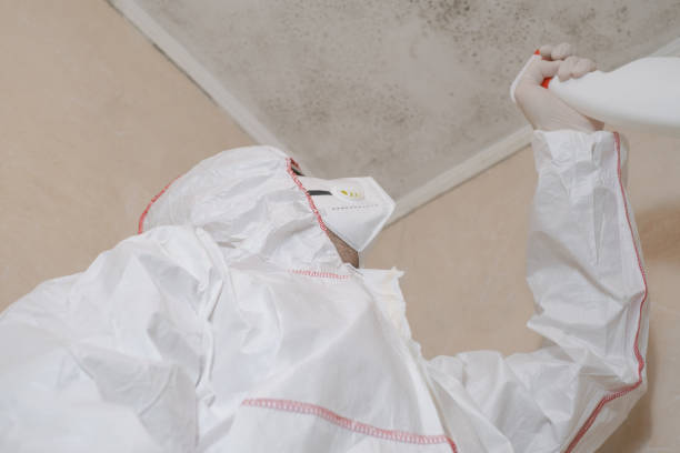 Best Mold Damage Repair  in Mattituck, NY