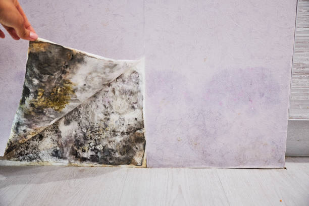 Best Same-Day Mold Removal  in Mattituck, NY